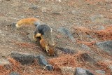 Persian Squirrel - Sciurus anomalus