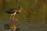 Black Stork  (Ciconia nigra)