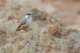 Rock Nuthatch (Sitta neumayer)