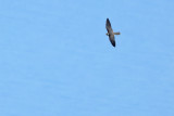 Hobby (Falco subbuteo)