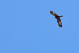 Western Marsh Harrier (Circus aeruginosus)