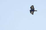 Common Buzzard (Buteo buteo) 
