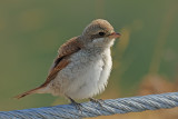 Red-backed Shrike (Lanius collurio)