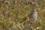 Red-backed Shrike (Lanius collurio)