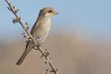 Red-backed Shrike (Lanius collurio)