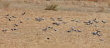 Rock Dove (Columba livia)