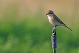 Red-backed Shrike (Lanius collurio)