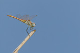 Red-veined darter or Nomad (Sympetrum fonscolombii) 