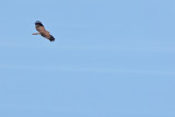 European honey buzzard (Pernis apivorus)