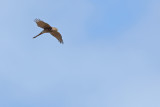 Eurasian Sparrowhawk (Accipiter nisus) 