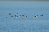 Common Ringed Plover (Charadrius hiaticula) 