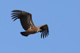 Griffon vulture (Gyps fulvus)