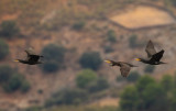Great Cormorant (Phalacrocorax carbo) 