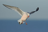Rosss Gull - (Rhodostethia rosea)