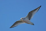 Rosss Gull - (Rhodostethia rosea)