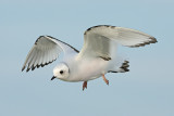 Rosss Gull - (Rhodostethia rosea)