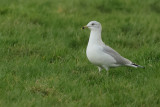 Ring-billed gull (Larus delawarensis)