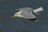 Herring Gull (Larus argentatus)