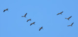 Eurasian Crane (Grus grus)