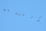 Eurasian Crane (Grus grus)