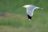 Yellow-legged Gull - (Larus michahellis ssp. michahellis)