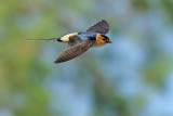 Red-rumped Swallow (Cecropis daurica rufula) 