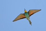 European Bee-eater (Merops apiaster)