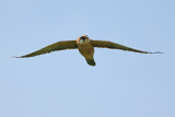 Red Footed Falcon (Falco vespertinus)