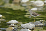 Wood Sandpiper  (Tringa glareola)