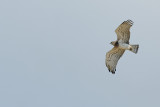 Short-toed Eagle (Circaetus gallicus)