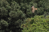 Steppe buzzard (Buteo buteo vulpinus)