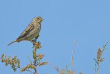 Corn Bunting  (Miliaria calandra)