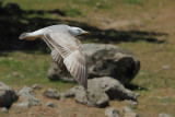 Yellow-legged Gull - (Larus michahellis ssp. michahellis)