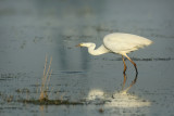 Great Egret (Ardea alba)