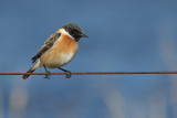 European Stonechat (Saxicola rubicola) 