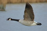 Canada Goose (Branta canadensis) 