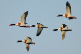 Common Shelduck (Tadorna tadorna)