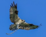 Osprey