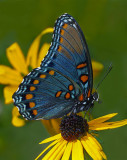 Butterflies (2005 - Present)