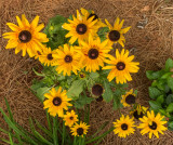 Rudbeckia