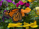 Butterflies (2005 - Present)