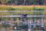 OKAVANGO DELTA