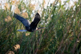 OKAVANGO DELTA