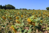 2018078457 Sunflowers near Carcasonne.jpg