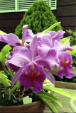 Cattleya