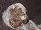 The Same Cocker Spaniel