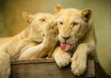 Psst! Lion Hush Talk