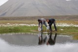 Mennobart and Arne van Eerden, returning their lab animals (Lepidurus arcticus) to their home.jpeg