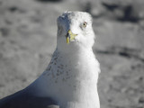 Sea Gull 2/24/2021