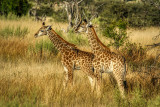 AFR09715-DEB Adolescent Giraffes